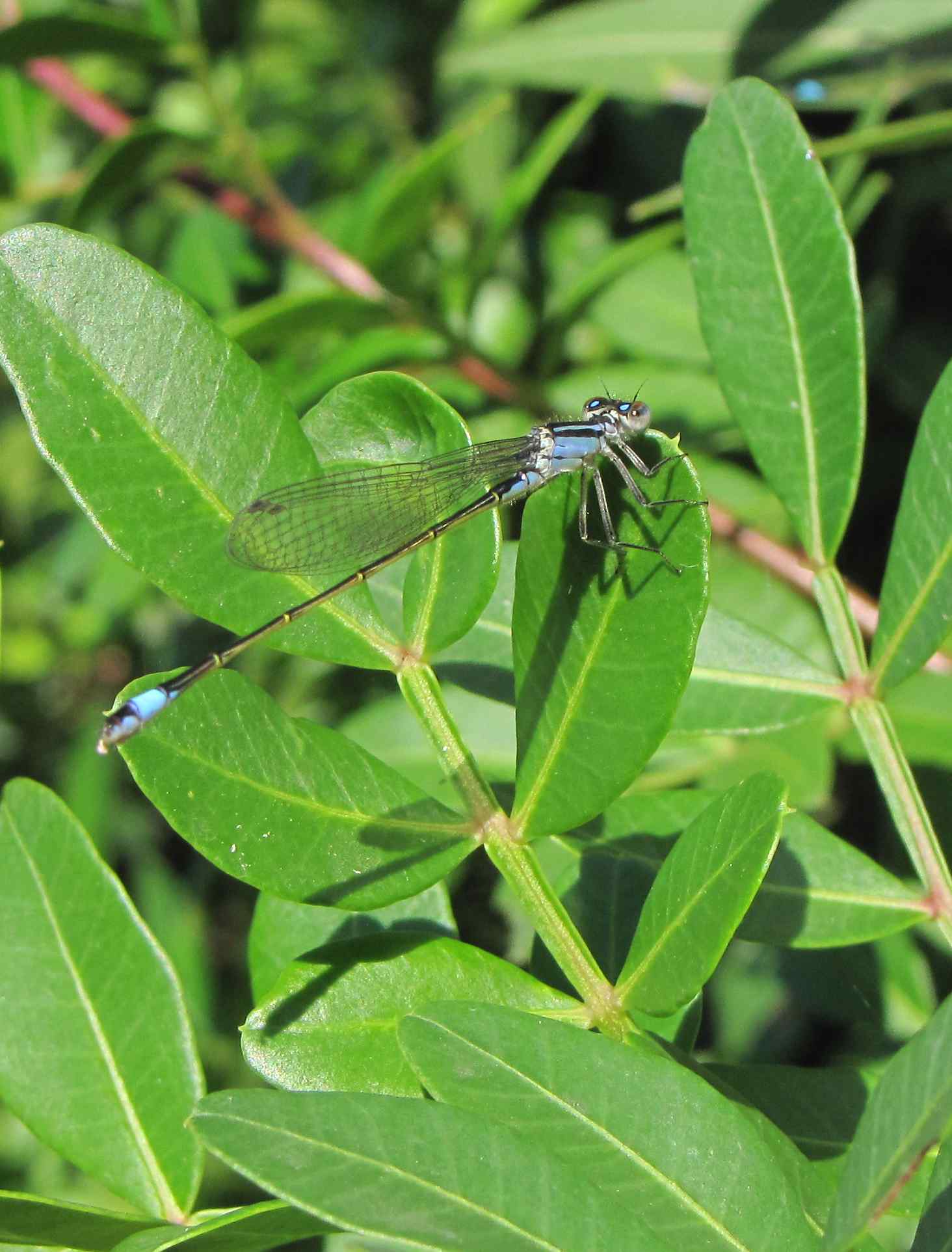 Ischnura, no, Erythromma viridulum